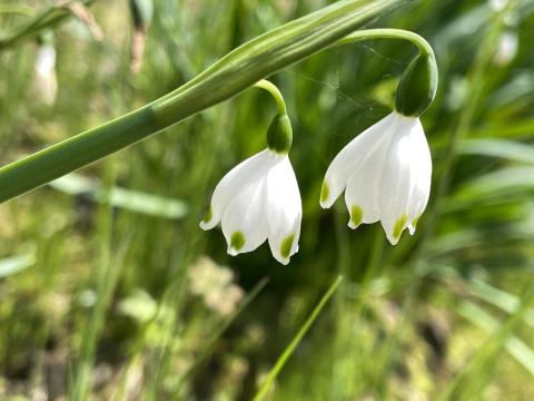 スノーフレーク