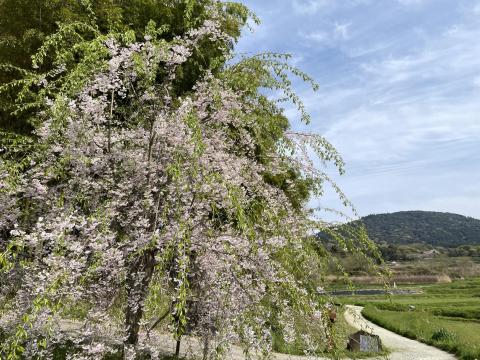 シダレザクラと三輪山