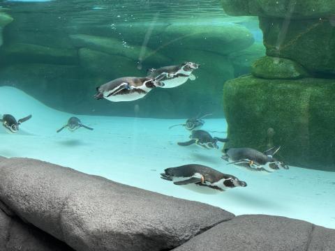 フンボルトペンギン