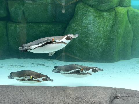 フンボルトペンギン