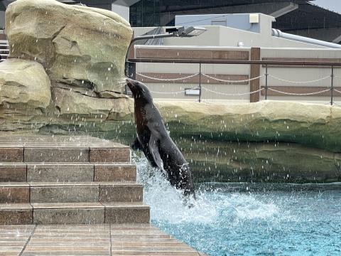 カリフォルニアアシカ