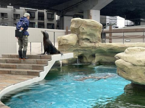 カリフォルニアアシカ