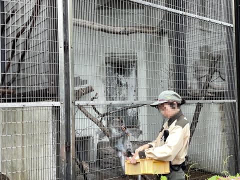 サバンナモンキー