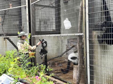 クロシロエリマキキツネザル