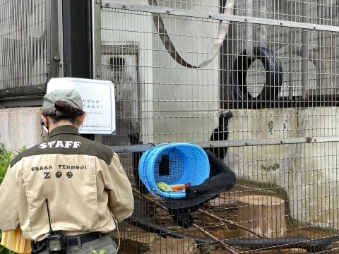 フクロテナガザル