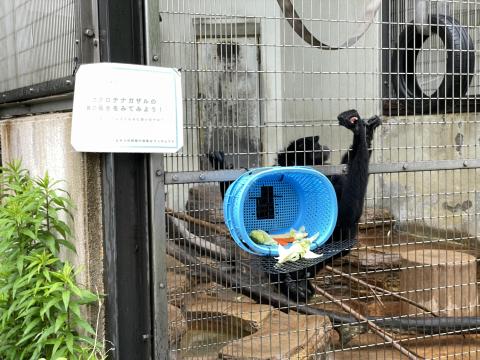 フクロテナガザル