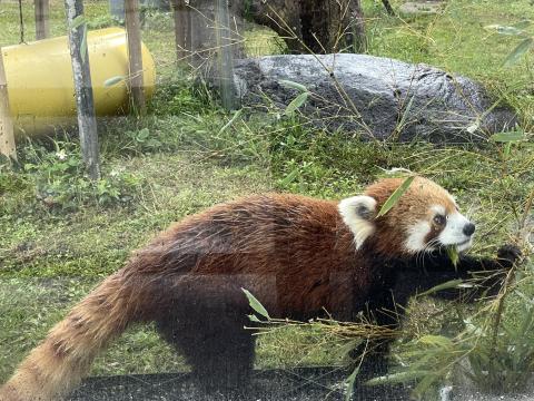 レッサーパンダ