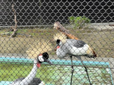 ホオジロカンムリヅル