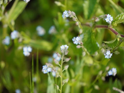 ノハラムラサキ