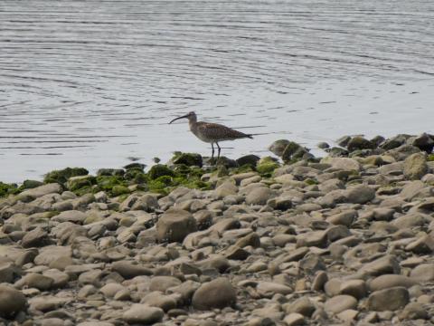 チュウシャクシギ