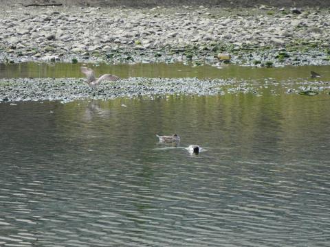 チュウシャクシギとコガモ