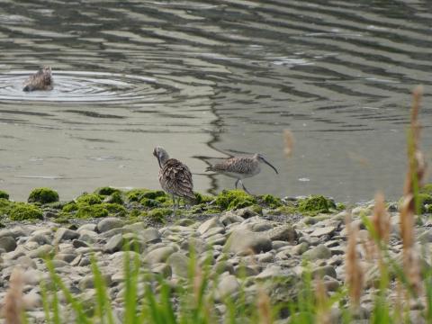 チュウシャクシギ