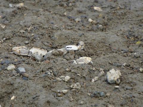 ハクセンシオマネキ