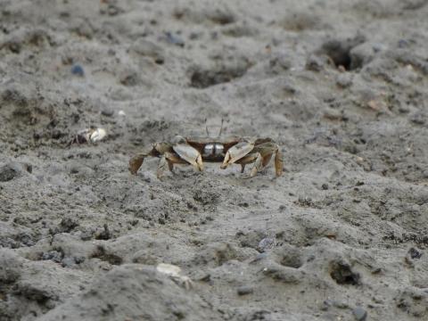 ヤマトオサガニ