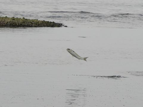 ボラのジャンプ