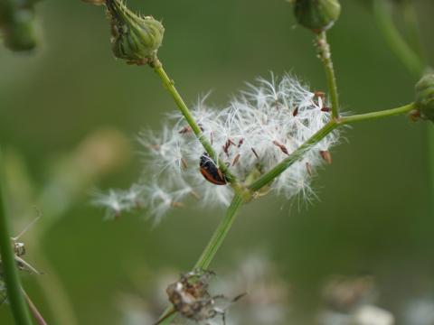 ナナホシテントウ