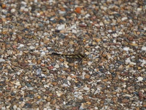 シオカラトンボ