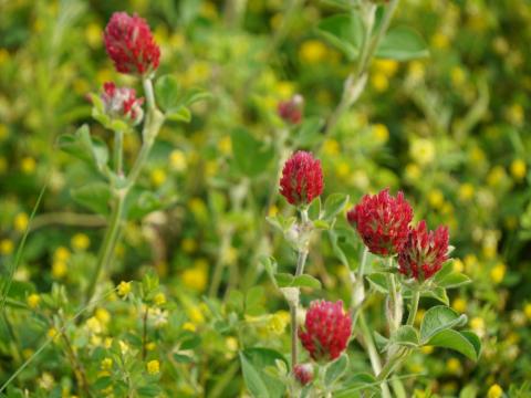 クリムソンクローバー