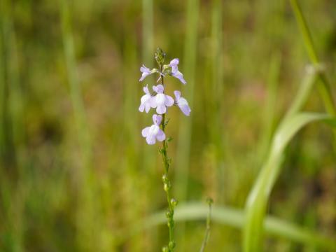 マツバウンラン
