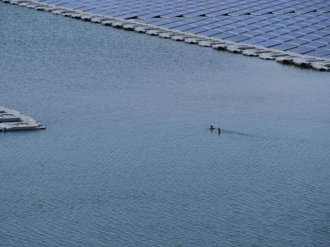 キンクロハジロ