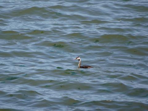 カンムリカイツブリ