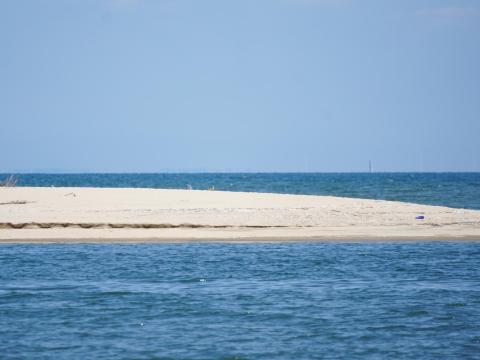 チュウシャクシギ