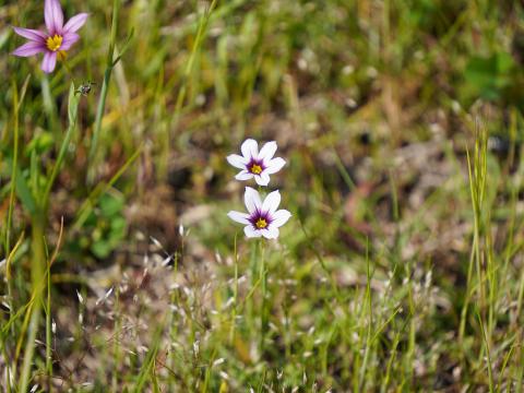 ニワゼキショウ