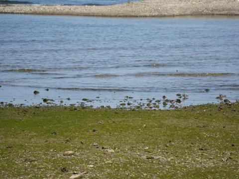 キョウジョシギ、キアシシギ、メダイチドリ