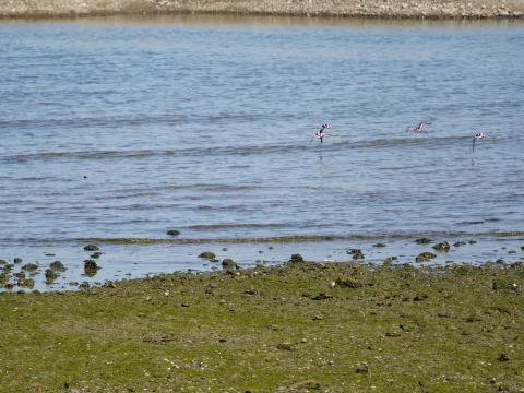 キョウジョシギ