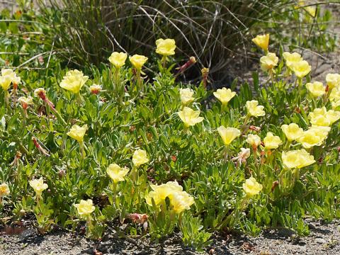 コマツヨイグサ