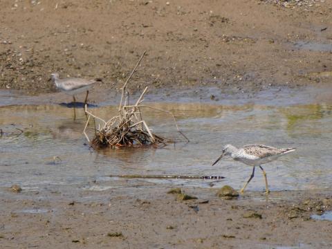 アオアシシギとキアシシギ