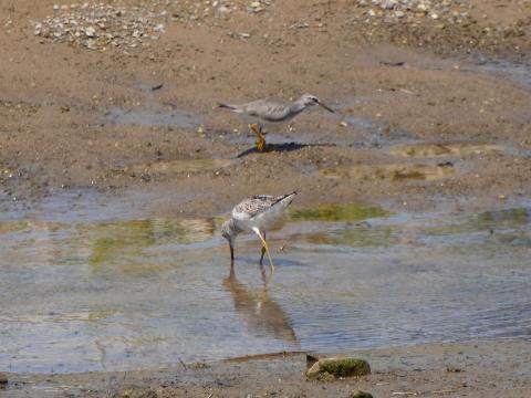 アオアシシギとキアシシギ
