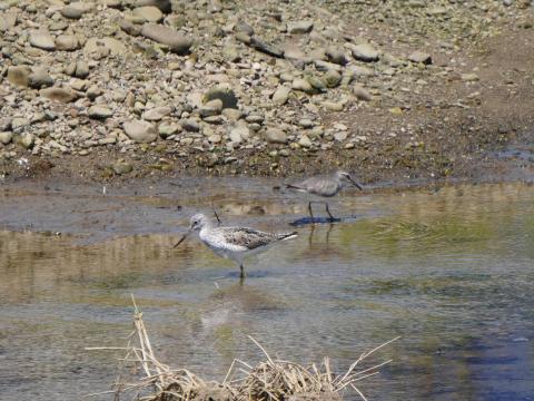 アオアシシギとキアシシギ