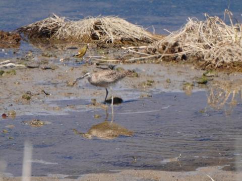 チュウシャクシギとカワラヒワ