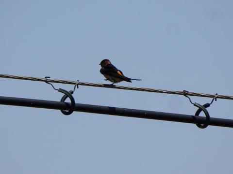 コシアカツバメ