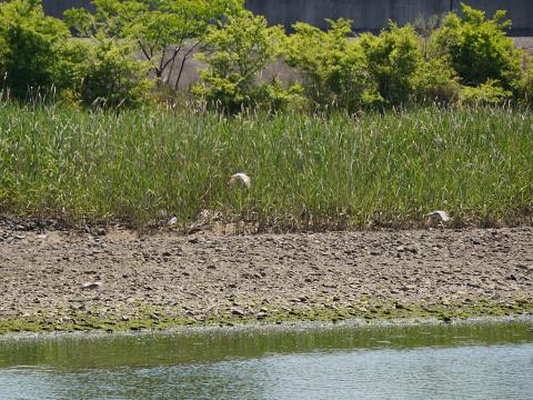 チュウシャクシギ