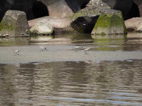 メダイチドリとキアシシギ