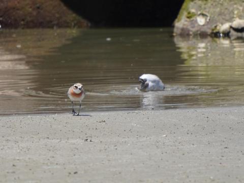 メダイチドリとキアシシギ