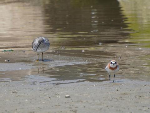 メダイチドリとキアシシギ