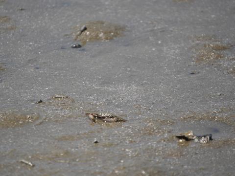 ヒメヤマトオサガニ