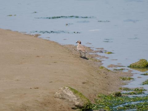 オオメダイチドリ