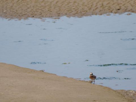 オオメダイチドリ