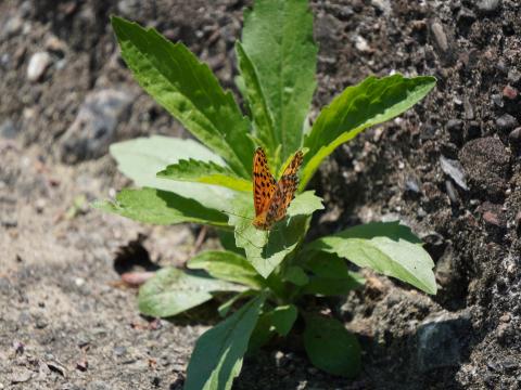 ツマグロヒョウモン