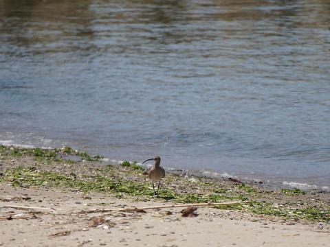 チュウシャクシギ