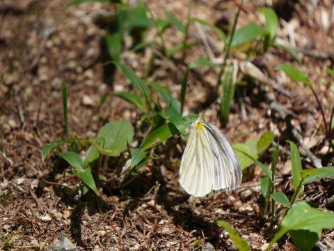 スジグロシロチョウ