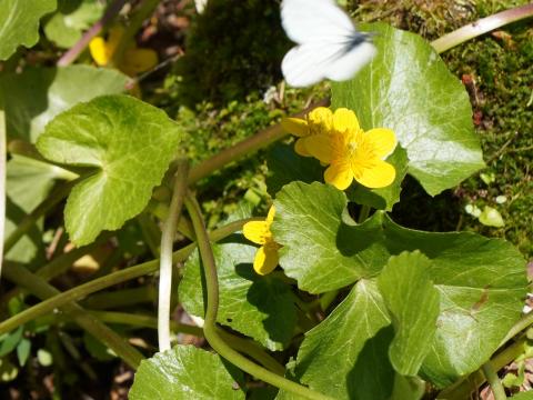 リュウキンカにスジグロシロチョウ