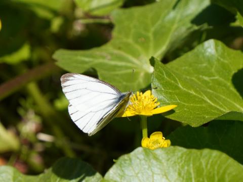 リュウキンカにスジグロシロチョウ