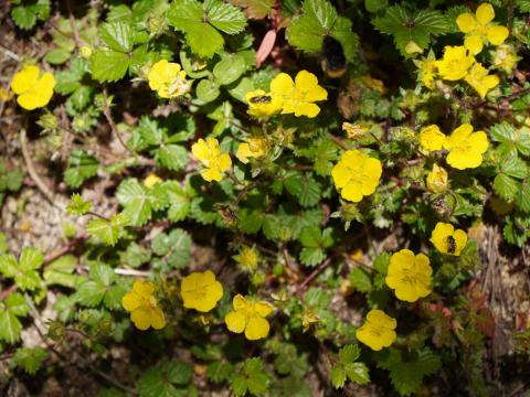 リュウキンカとコハナバチ