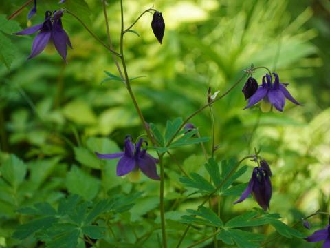 ミヤマオダマキ