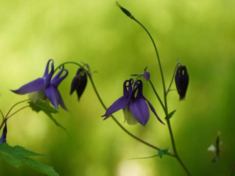 ミヤマオダマキ